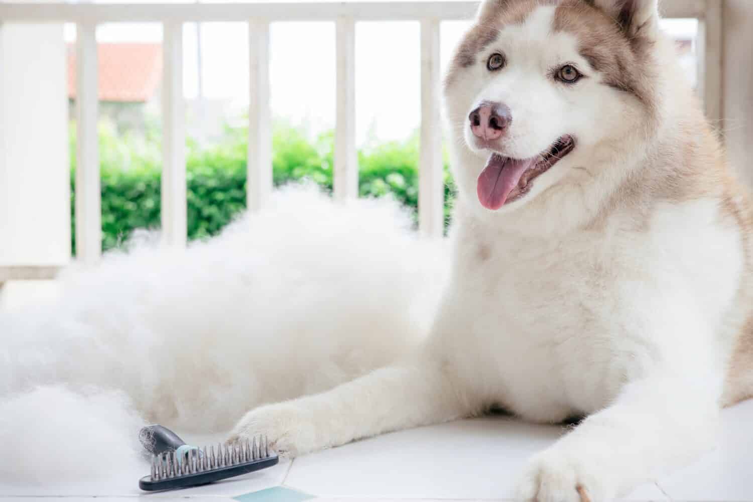 Husky dog with big pile fur and dog comb after grooming. Brush for dog hair. Slicker brush