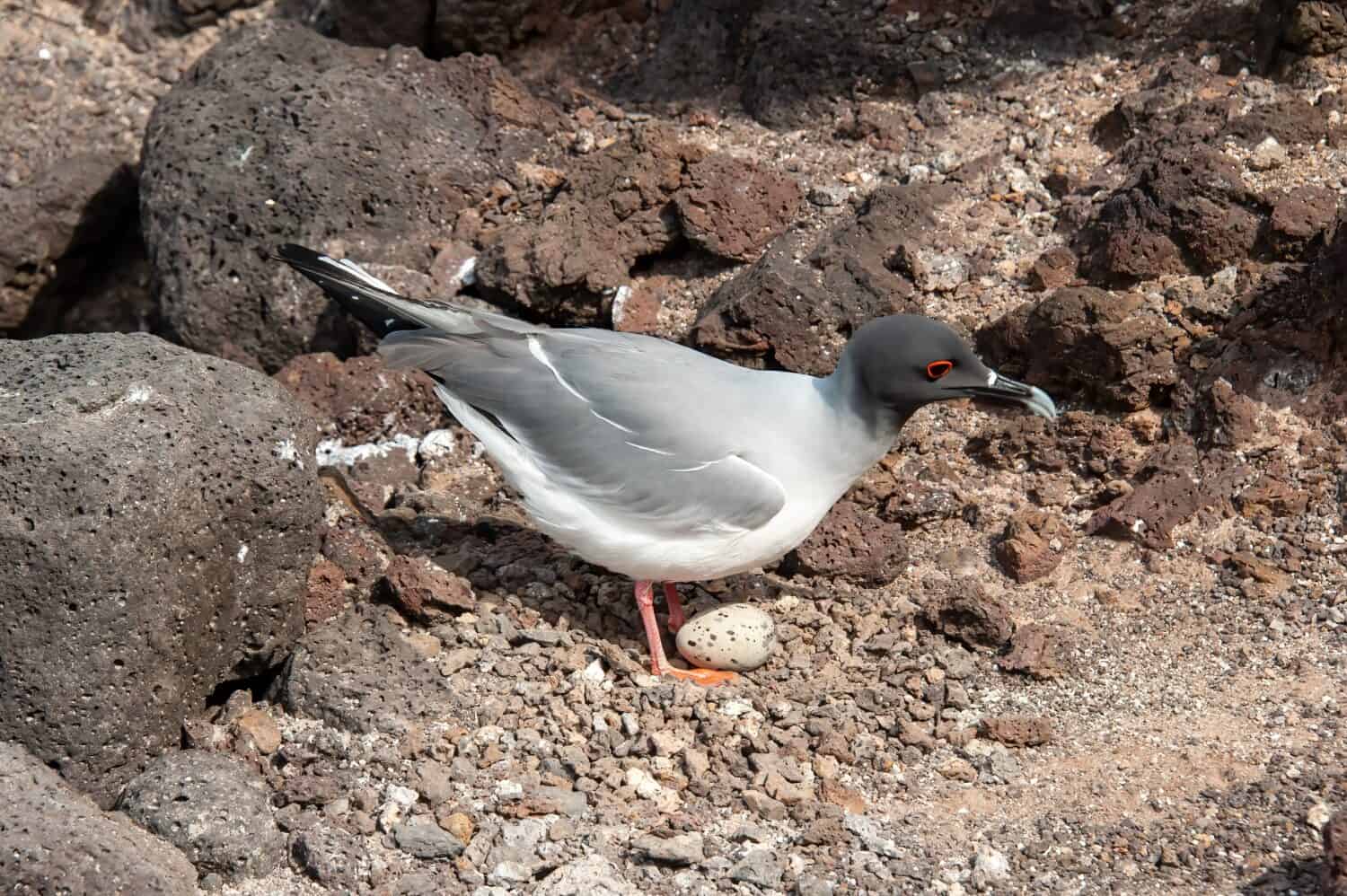 Close up of Swallow tailed Gull with egg in Galapagos