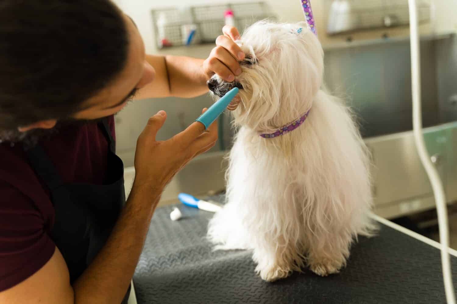 Man worker cleaning and checking the teeth of a beautiful maltese dog after a grooming session at the pet spa