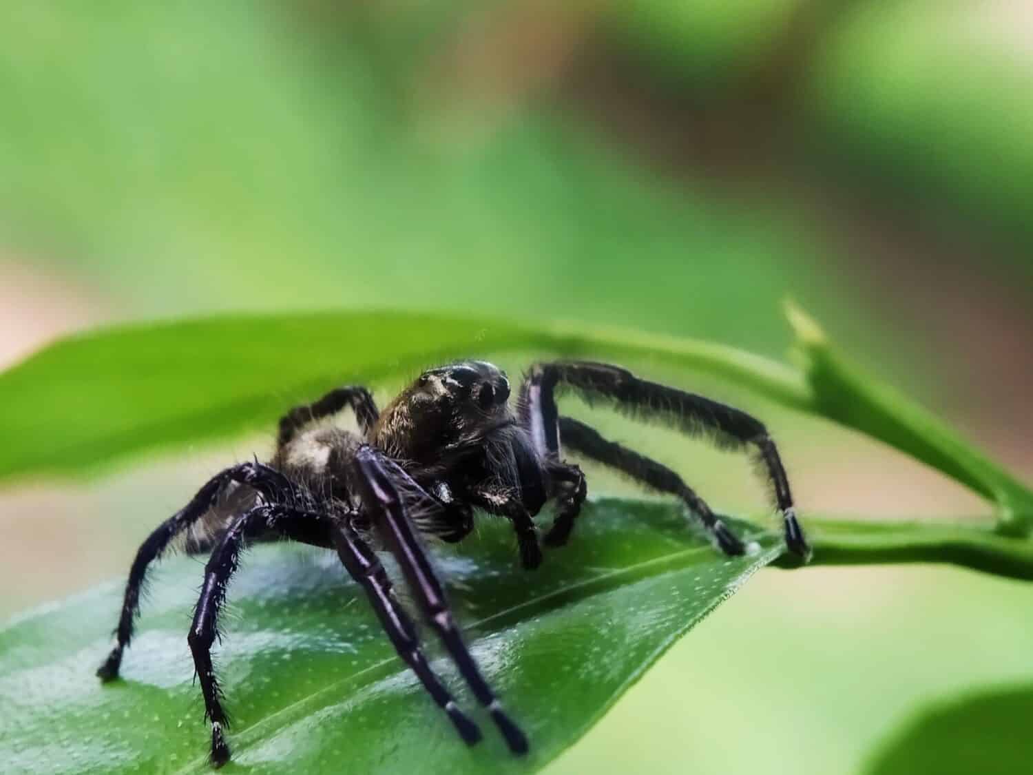 8 Spiders In Australia - A-Z Animals