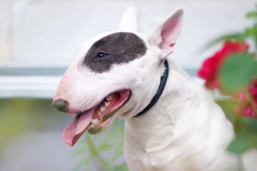 The portrait of a white with a brown patch Miniature Bull Terrier dog with a black collar posing outdoors in summer