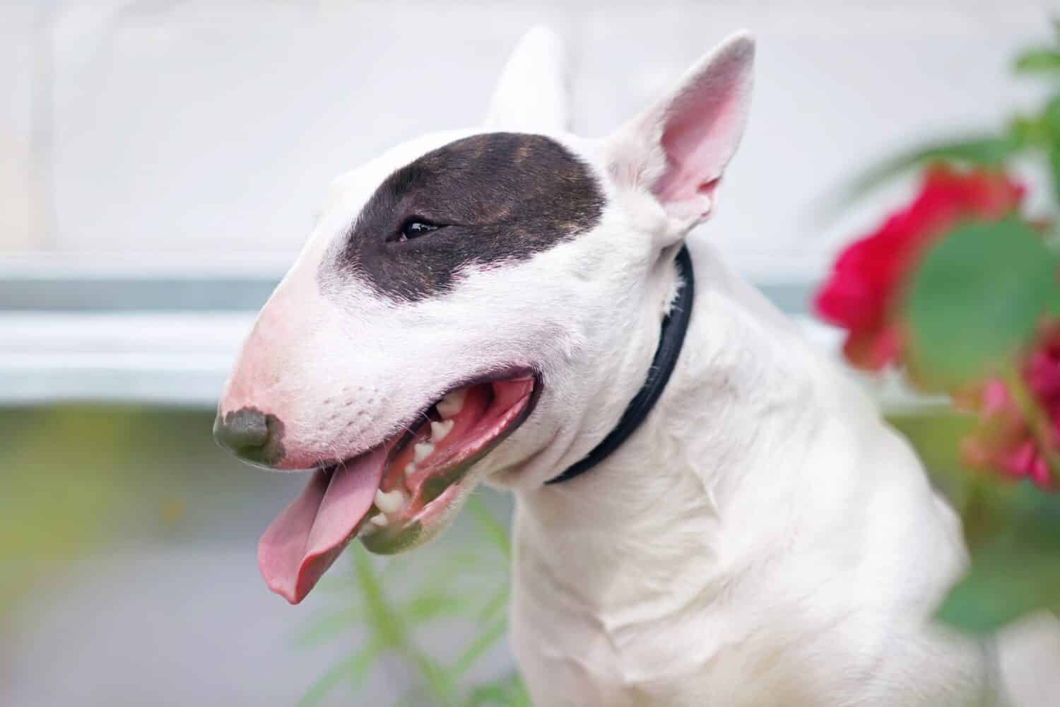 The portrait of a white with a brown patch Miniature Bull Terrier dog with a black collar posing outdoors in summer