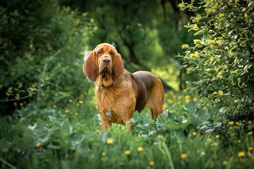 Portrait of a brown bloodhound among greenery in a park on a summer day.