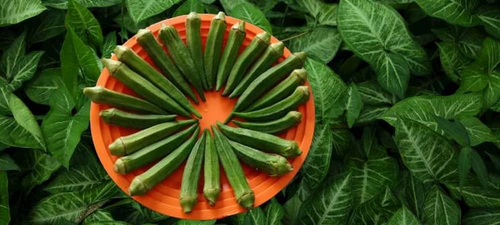 Green ladyfinger, also known as okra or bhindi, is a nutritious and versatile vegetable. It has a slender, elongated shape with a ridged texture and vibrant green color. The vegetable is commonly used