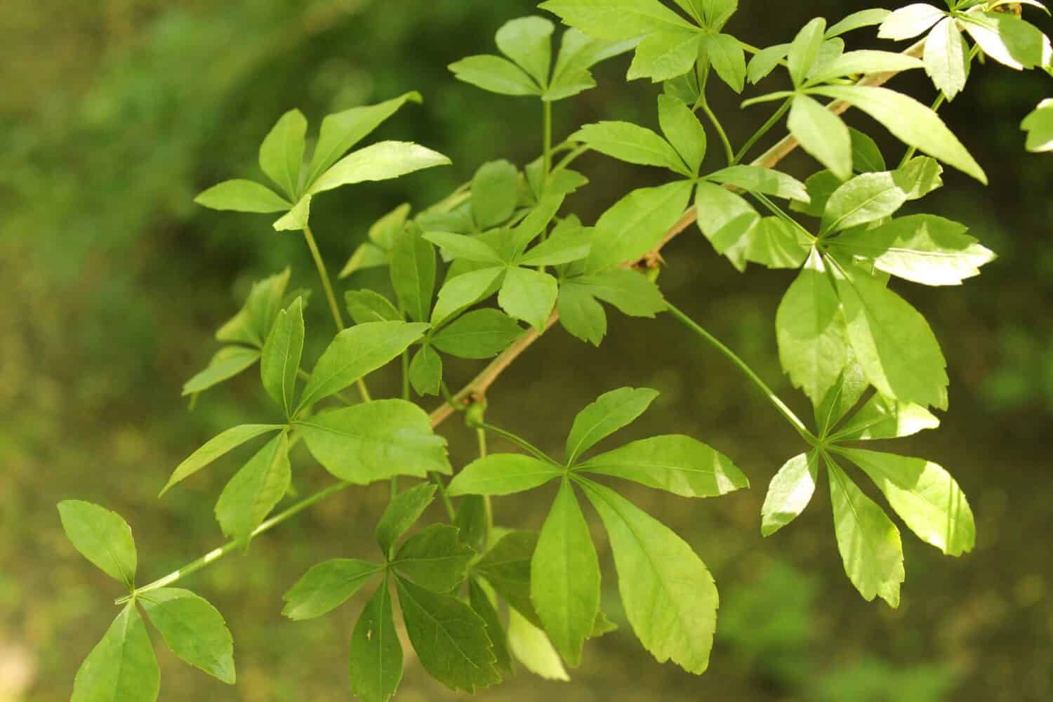 Eleutherococcus sieboldianus, bush with green leaves