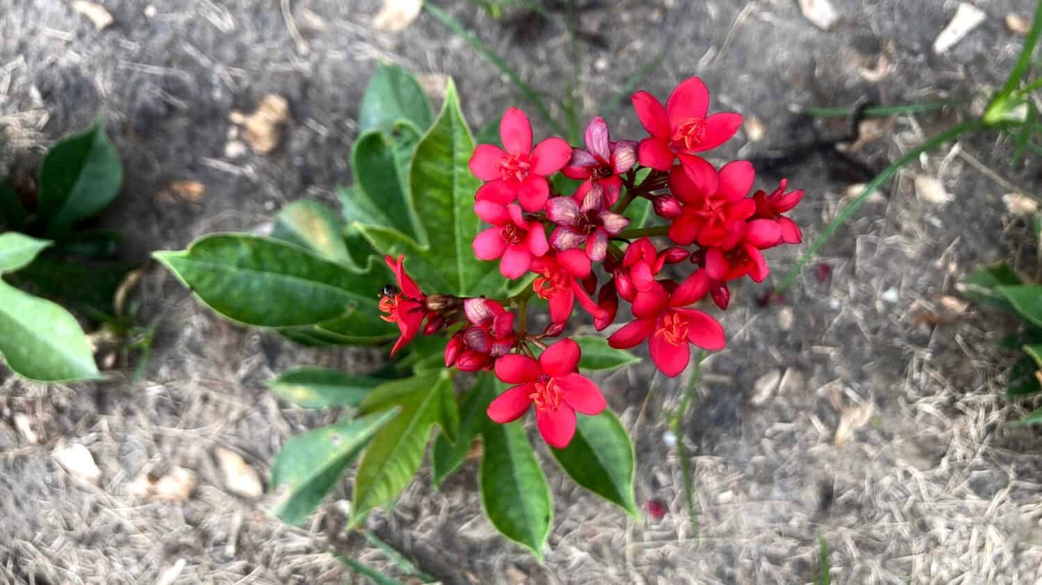 Close-up photo of peregrina plants can be grown as shrubs or as small trees in your garden, and it produces beautiful red flowers year-round.