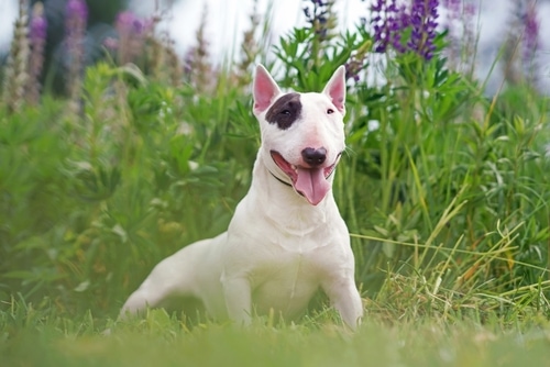White with a brown patch Miniature Bull Terrier dog posing outdoors lying down in a green grass with violet lupine flowers in summer