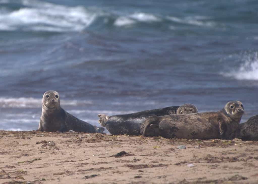 Harbor Seals Near North Light Block Island, Rhode Island
