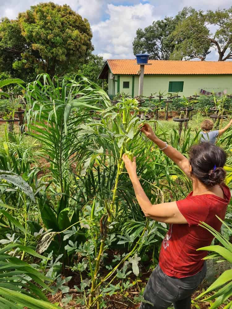 Woman harvesting okra with farmhouse in the background