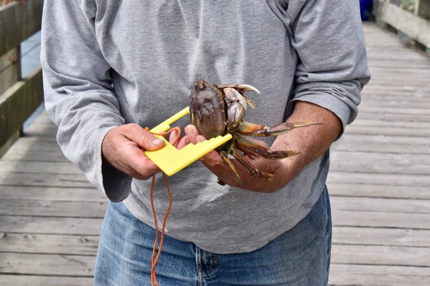 Fisher man measuring a crab