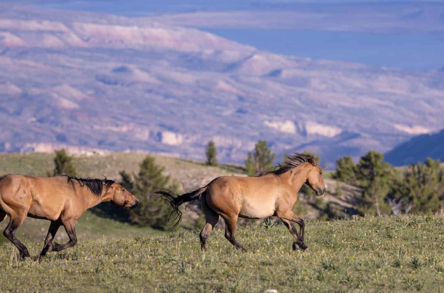 Wild Horses in Summer in the Pryor Mountain Wild Horse Range Montana