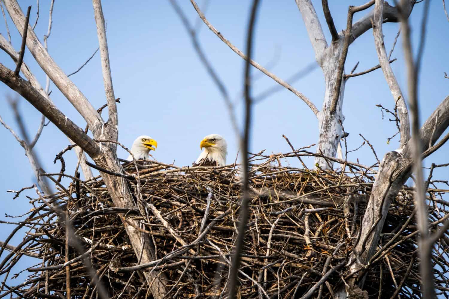 Bald Eagles attending their nest along the shore of the St. Lawrence River.