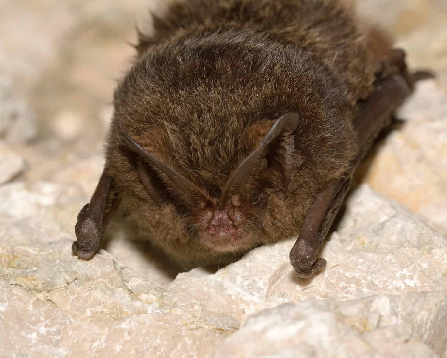 The barbastelle bat (Barbastella barbastellus), western barbastelle hibernation