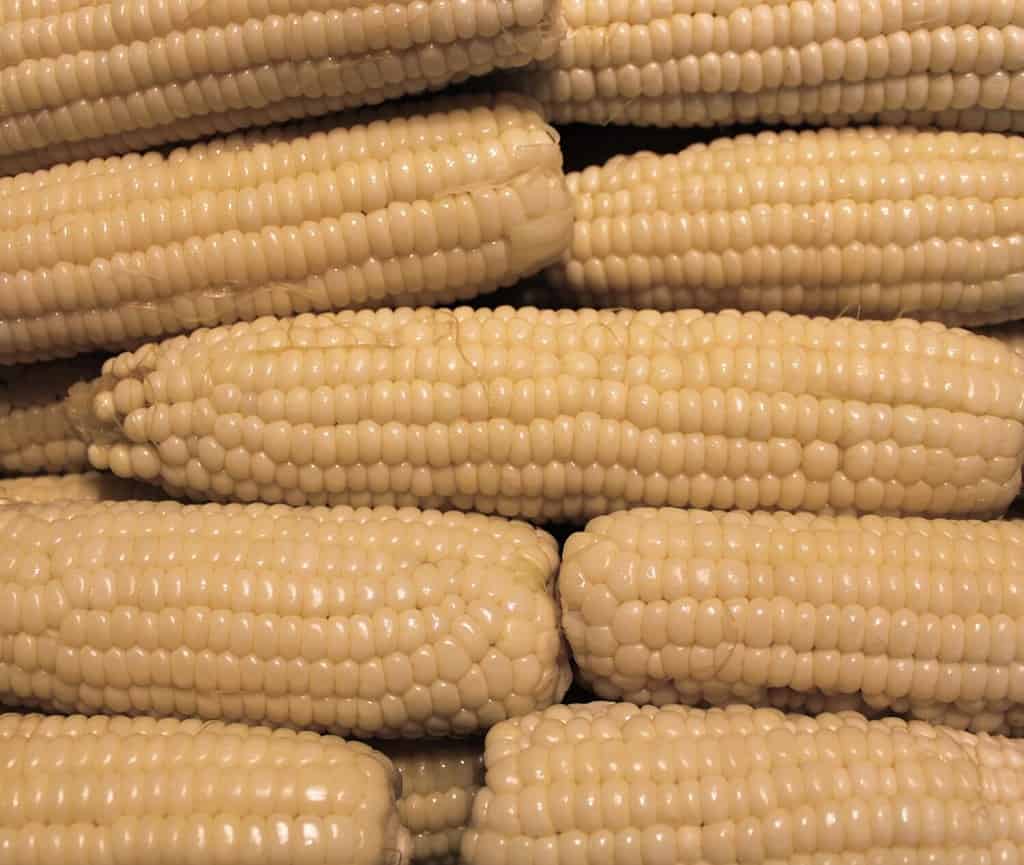 Freshly Husked and Blanched Silver Queen Corn Cobs