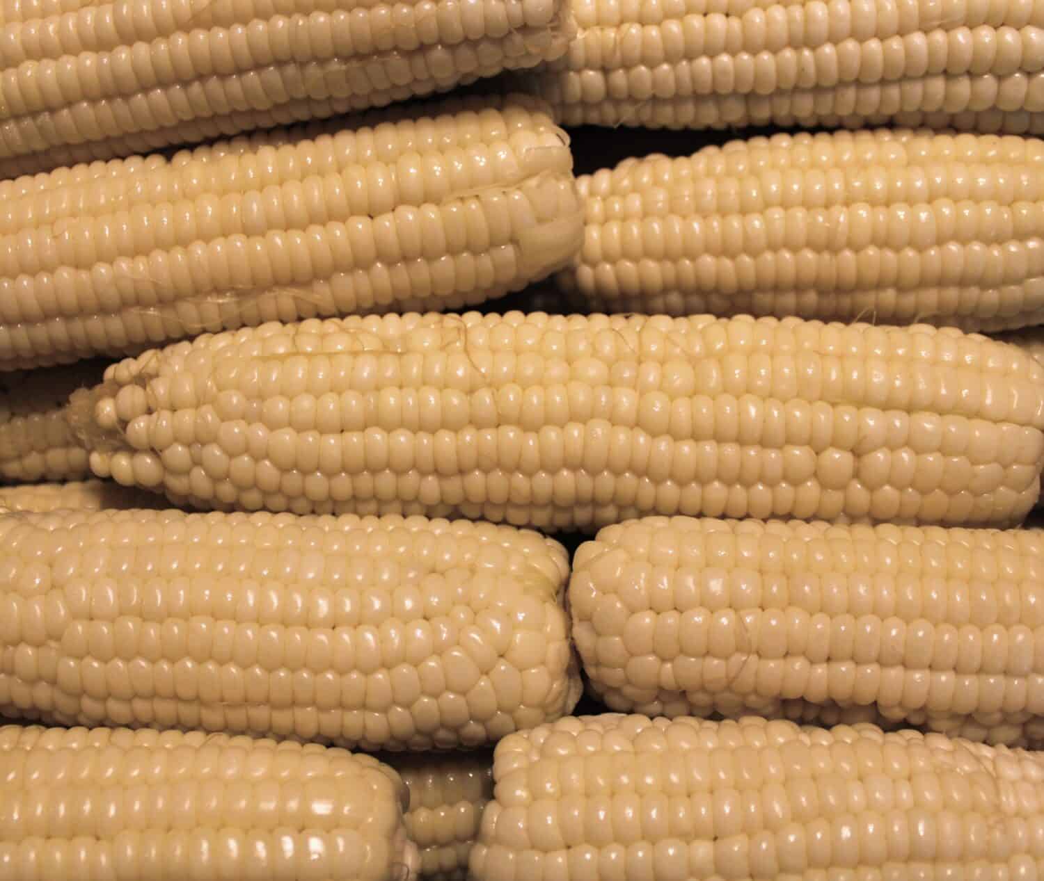Freshly Husked and Blanched Silver Queen Corn Cobs