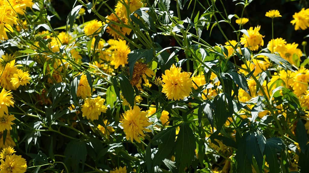 Radiant beauty: Japanese kerria (Kerria japonica)'s bright yellow flowers in the garden. Summer season