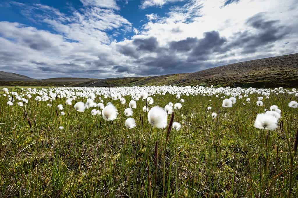 Arctic cotton field, South Iceland