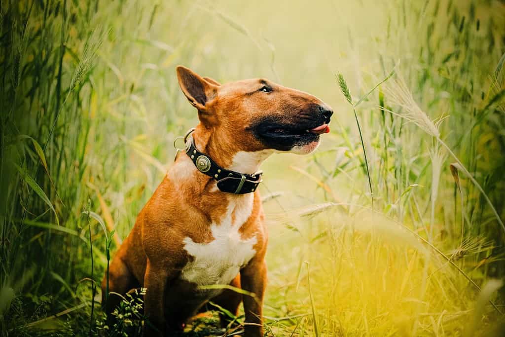 A charming ginger bull terrier sitting amid the wheat shafts in a summer field. Agriculture and pet ownership. Rural living, farming, and the companionship between humans and other furry friends.