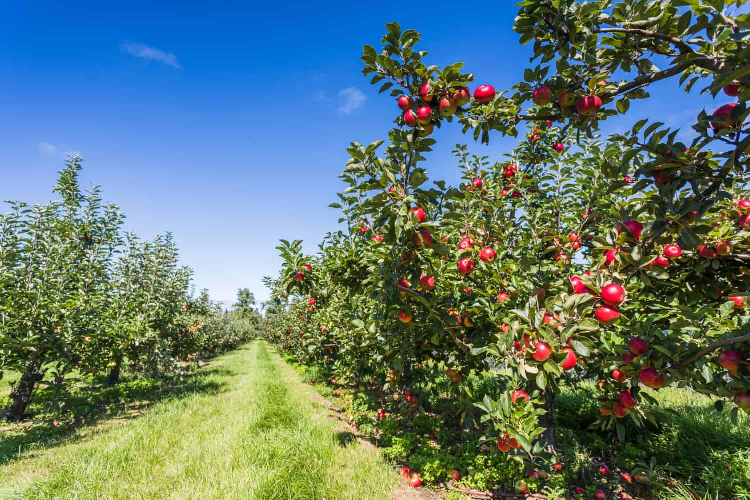 apple-picking-in-massachusetts-the-20-best-orchards-and-farms-a-z