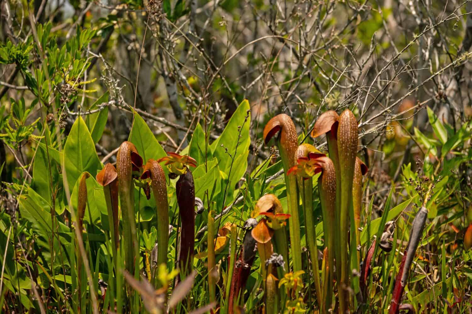 plants in the Okefenokee Swamp