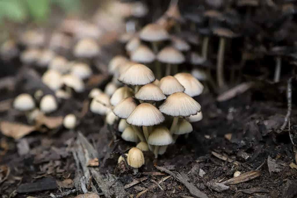 Beautiful macro closeup of forest mushrooms as a natural autumn background. Small edible mushrooms of coprinellus genus. Group of coprinus fungi with ovate beige caps and black gills