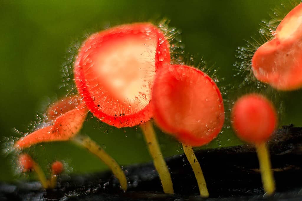 Champagne (red hairy cup fungi) mushrooms in rain forest, Thailand. Take photos by close up view.