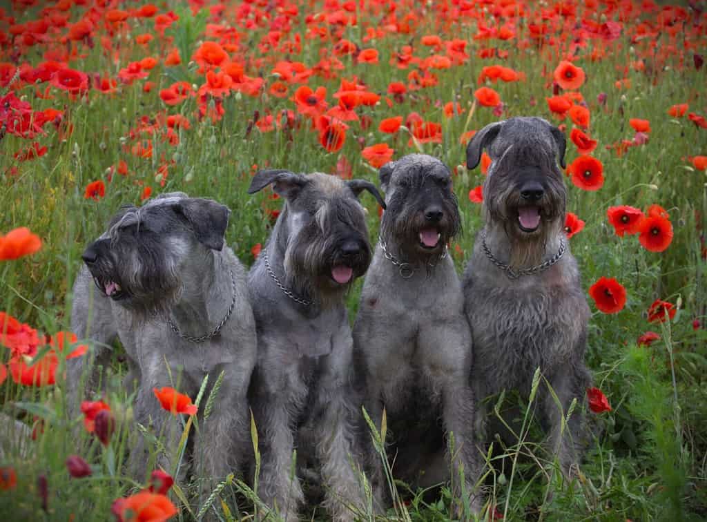 Giant Schnauzers Pepper and Salt in a field full of poppy flowers