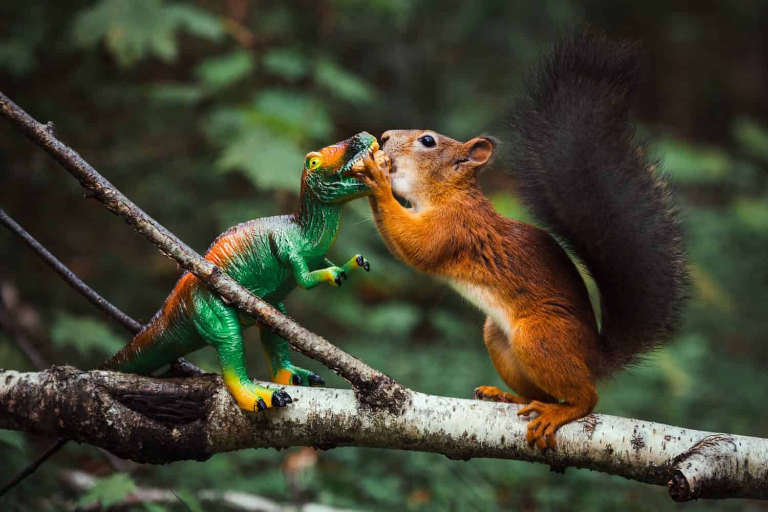 A red squirrel takes food from a toy dinosaur in the forest.