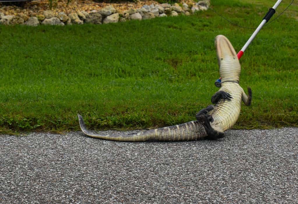 A juvenile alligator tries to spin out of a noose