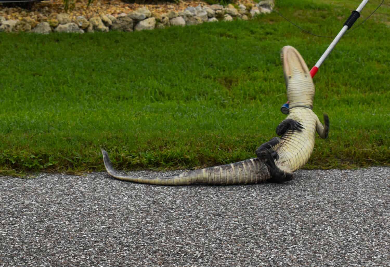 A juvenile alligator tries to spin out of a noose