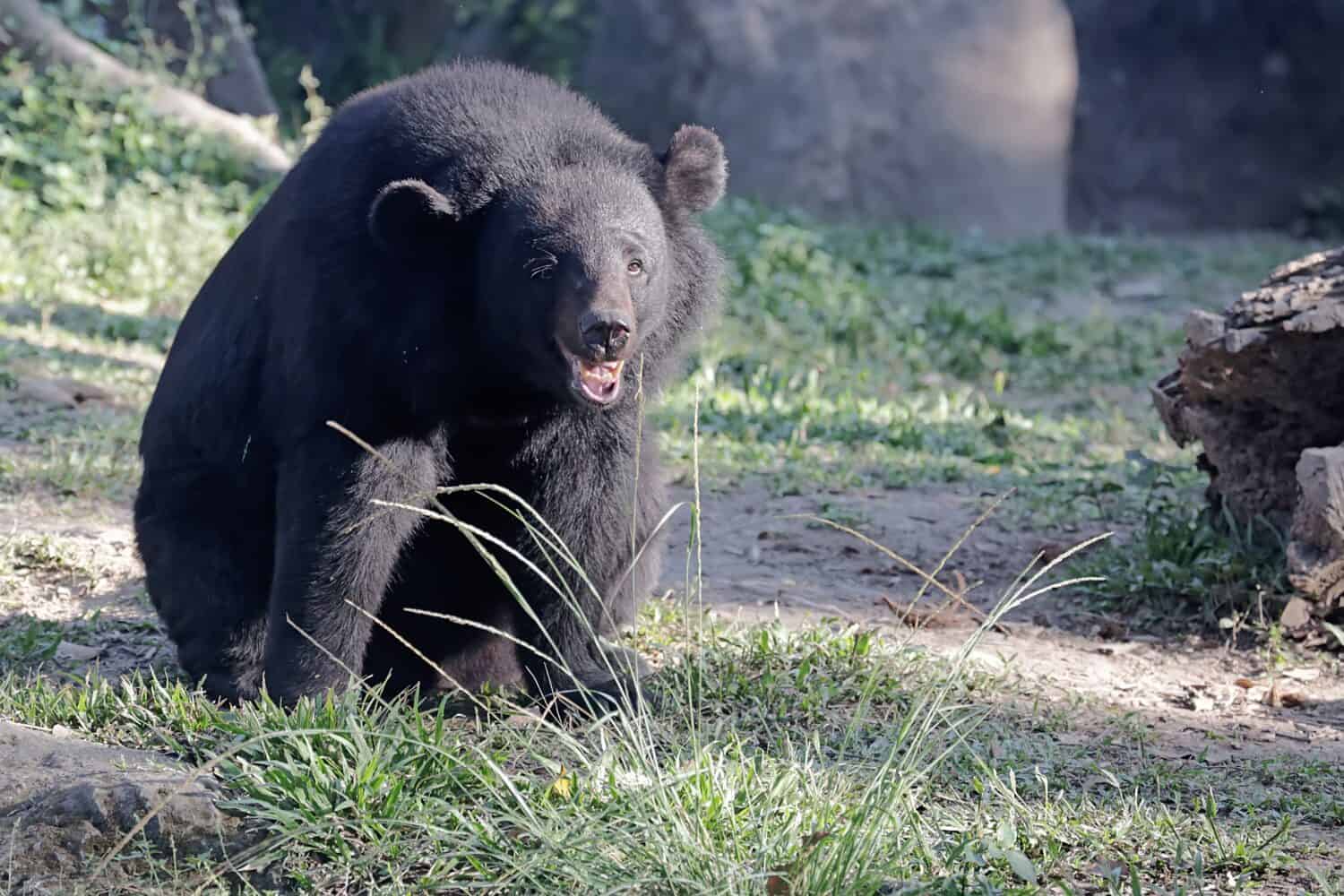 A Himalayan black bear is resting in a meadow. This large and strong mammal has the scientific name Ursus thibetanus laniger.