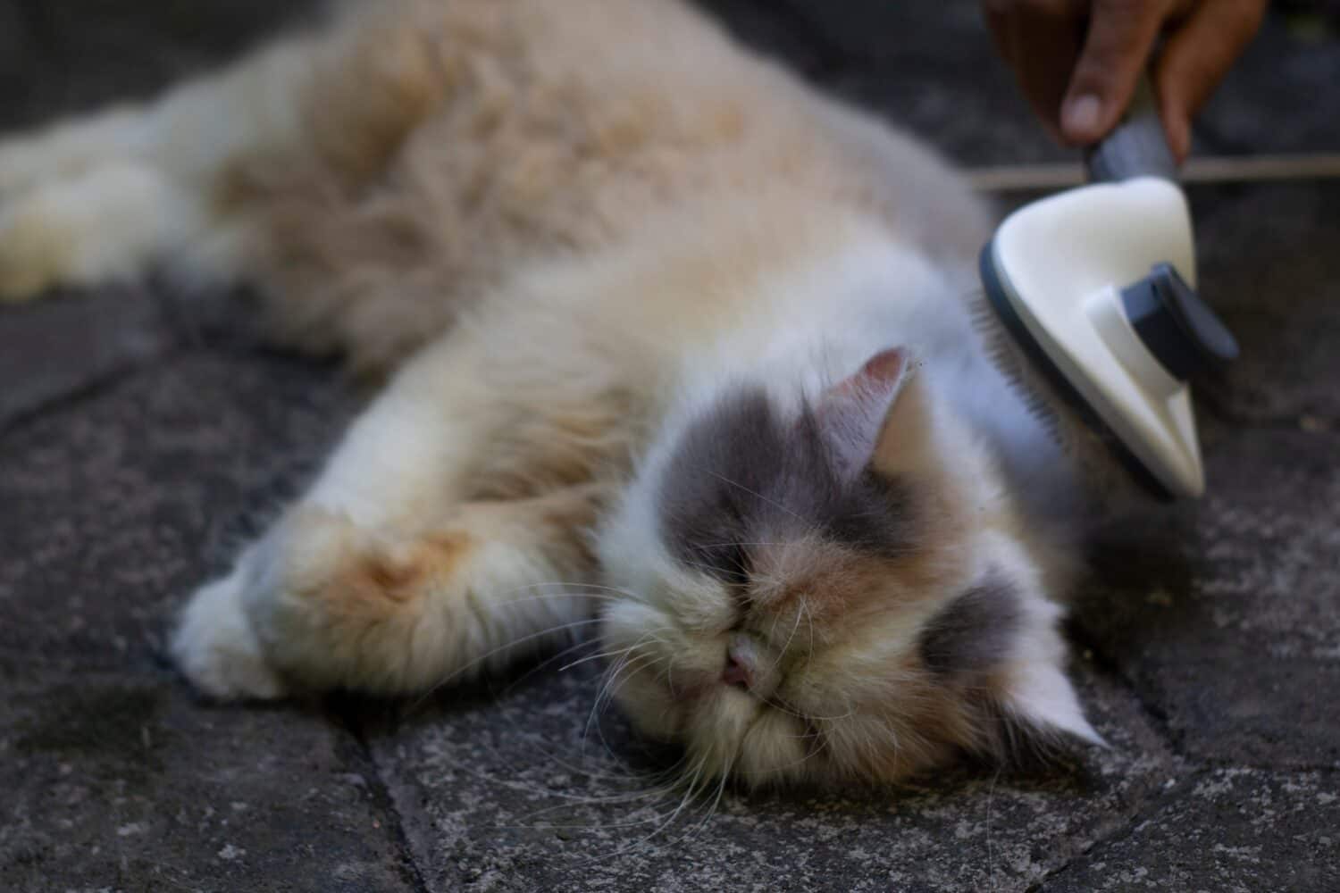 brushing calico persian cat photo