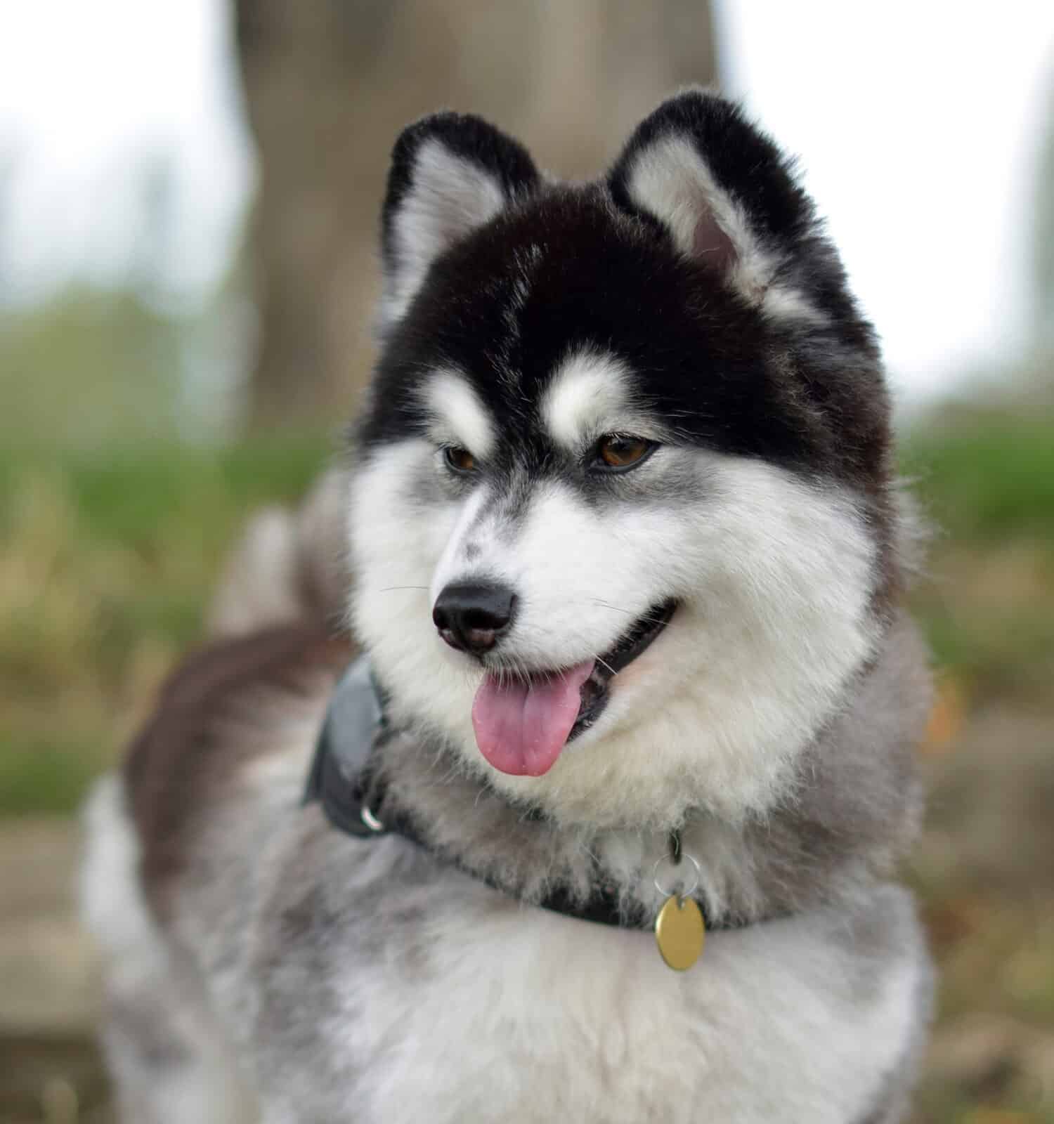 Cute and cheeky Pomsky Dog Posing, Pomeranian and Miniature Siberian Husky Mix, Designer Dog Breed, fluffy