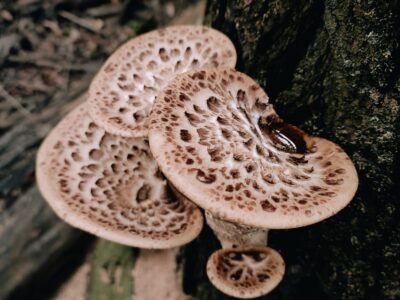 A Mushroom Hunting in Georgia: A Complete Guide