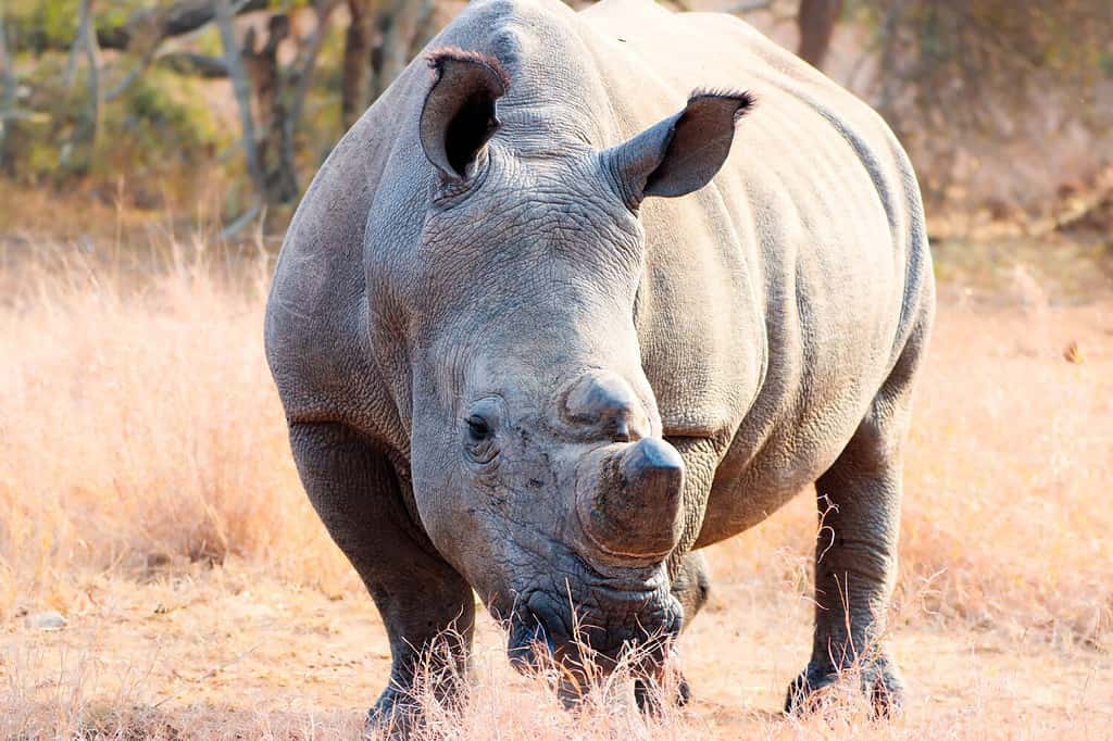 Southern White Rhinoceros grazing the fields of Africa