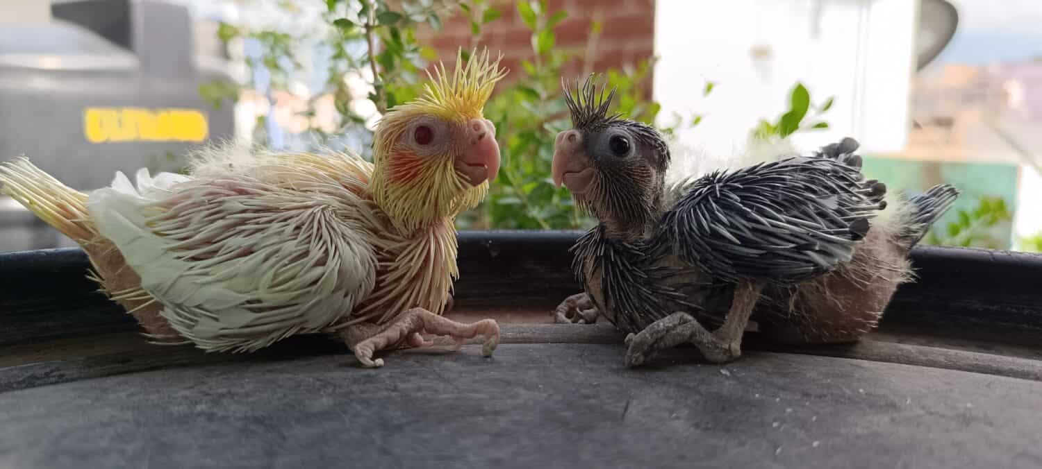 two baby cockatiels