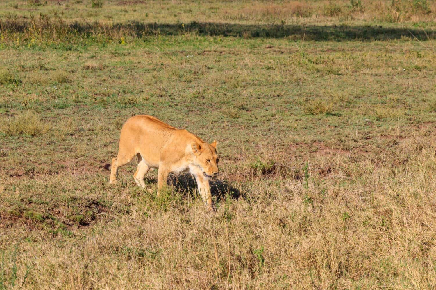 Lioness (Panthera leo) walking in savannah in Serengeti national park, Tanzania