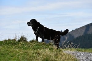 The 256 Best Black Dog Names for Females Picture