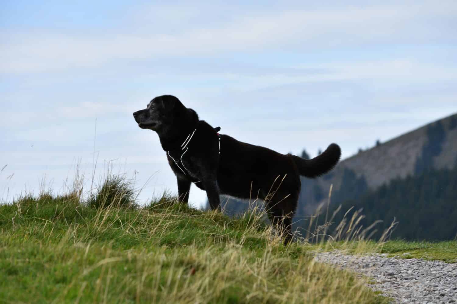 black big dog on the top of the mountain