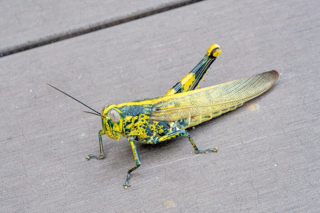 big giant Javanese grasshopper yellow black one leg close up