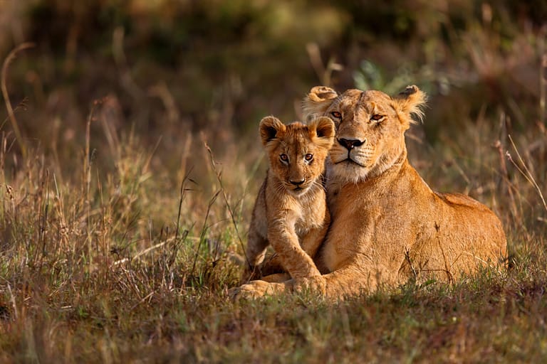 Lion mother of Notches Rongai Pride with cub in Masai Mara, Kenya