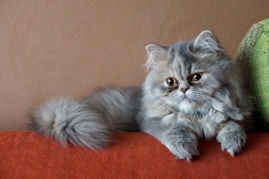 Persian cat on the couch