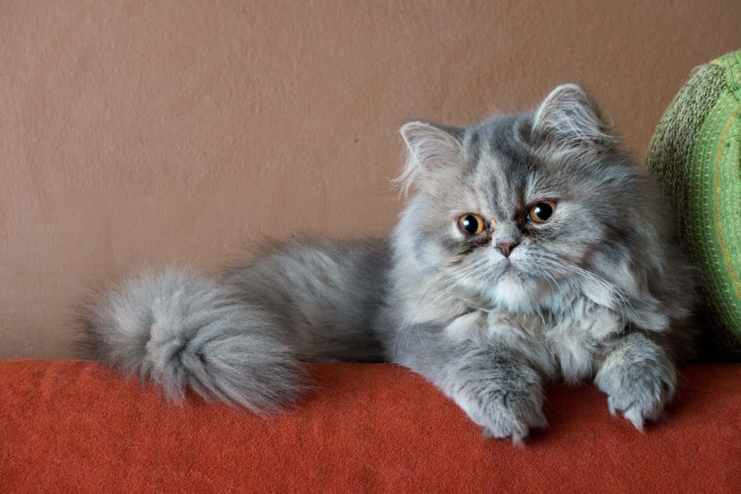 Persian Cat Coat Patterns and Colors