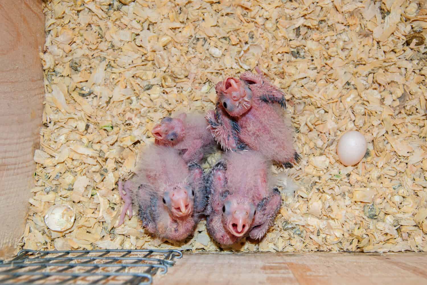 Cockatiel hatchlings in a nest box