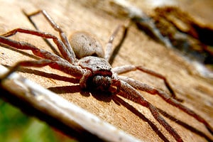 The 10 Biggest Spiders Crawling Around New South Wales Picture