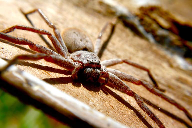 Huntsman spider native to Australia