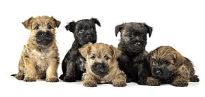 Male vs Female Cairn Terrier: 6 Key Differences Picture