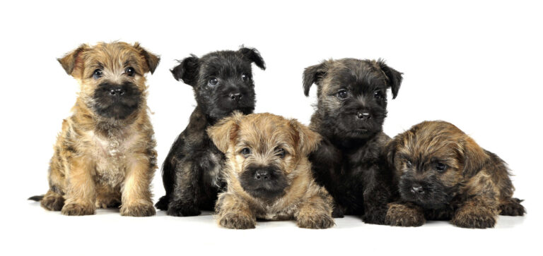 group of puppy cairn terrier's are on white