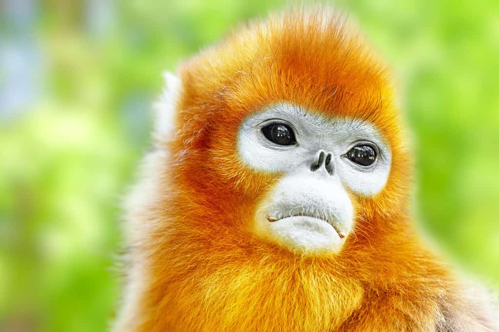 Cute golden Snub-Nosed Monkey in his natural habitat of wildlife.