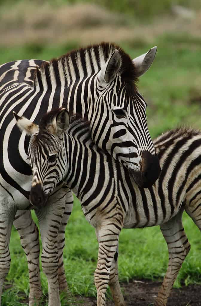 Young zebra cudling with mother showing caring nature of animal